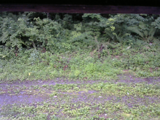 長野県菅平高原 ゆたか山荘 東側(坂下) 2026/07/20 05:15