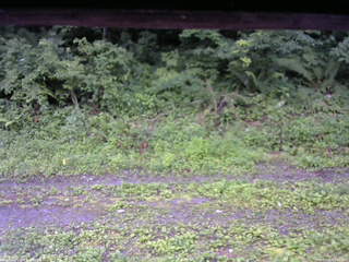 長野県菅平高原 ゆたか山荘 東側(坂下) 2026/07/20 05:45