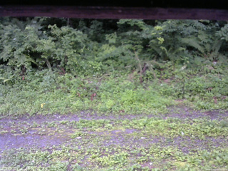 長野県菅平高原 ゆたか山荘 東側(坂下) 2026/07/20 06:15