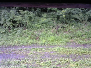 長野県菅平高原 ゆたか山荘 東側(坂下) 2026/07/20 06:30