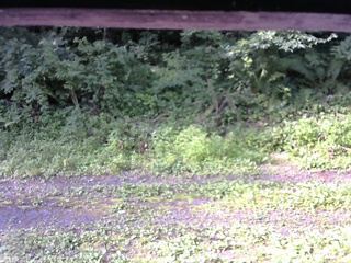 長野県菅平高原 ゆたか山荘 東側(坂下) 2026/07/20 07:30