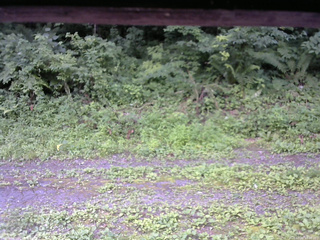 長野県菅平高原 ゆたか山荘 東側(坂下) 2026/07/20 10:00