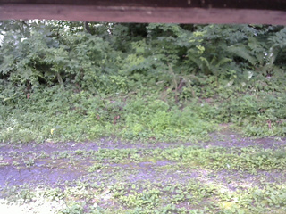 長野県菅平高原 ゆたか山荘 東側(坂下) 2026/07/20 11:30