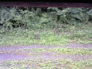 長野県菅平高原 ゆたか山荘 東側(坂下) 2026/07/20 12:15