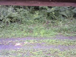 長野県菅平高原 ゆたか山荘 東側(坂下) 2026/07/20 12:45