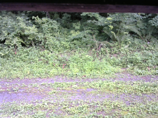 長野県菅平高原 ゆたか山荘 東側(坂下) 2026/07/20 15:00