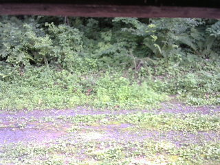 長野県菅平高原 ゆたか山荘 東側(坂下) 2026/07/20 15:45