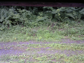 長野県菅平高原 ゆたか山荘 東側(坂下) 2026/07/20 17:30