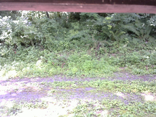 長野県菅平高原 ゆたか山荘 東側(坂下) 2026/07/21 11:15