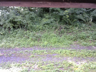 長野県菅平高原 ゆたか山荘 東側(坂下) 2026/07/21 11:30
