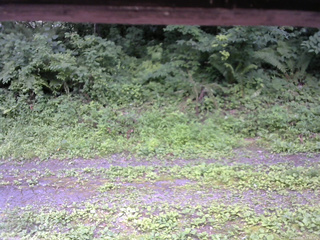 長野県菅平高原 ゆたか山荘 東側(坂下) 2026/07/21 12:00