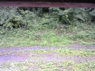 長野県菅平高原 ゆたか山荘 東側(坂下) 2026/07/21 12:15