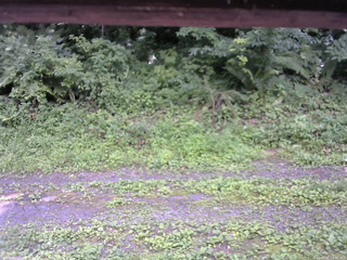 長野県菅平高原 ゆたか山荘 東側(坂下) 2026/07/21 13:00