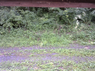 長野県菅平高原 ゆたか山荘 東側(坂下) 2026/07/21 13:15