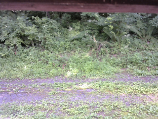 長野県菅平高原 ゆたか山荘 東側(坂下) 2026/07/21 13:45