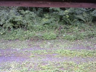 長野県菅平高原 ゆたか山荘 東側(坂下) 2026/07/22 12:15