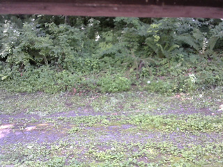 長野県菅平高原 ゆたか山荘 東側(坂下) 2026/07/22 13:00