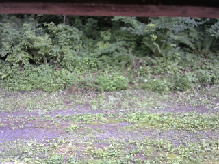 長野県菅平高原 ゆたか山荘 東側(坂下) 2026/07/22 15:30
