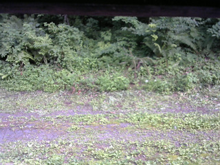 長野県菅平高原 ゆたか山荘 東側(坂下) 2026/07/22 16:15