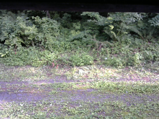 長野県菅平高原 ゆたか山荘 東側(坂下) 2026/07/22 16:45