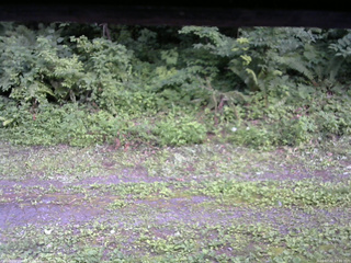 長野県菅平高原 ゆたか山荘 東側(坂下) 2026/07/22 17:00