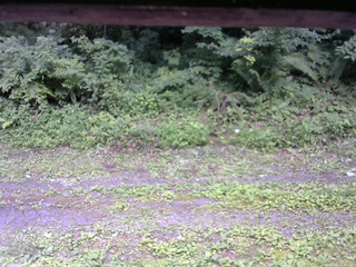 長野県菅平高原 ゆたか山荘 東側(坂下) 2026/07/23 11:45