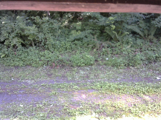 長野県菅平高原 ゆたか山荘 東側(坂下) 2026/07/23 14:30