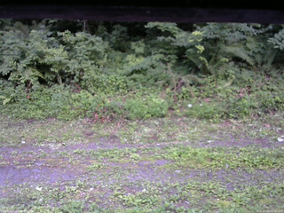 長野県菅平高原 ゆたか山荘 東側(坂下) 2026/07/24 05:30