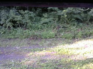 長野県菅平高原 ゆたか山荘 東側(坂下) 2026/07/24 06:30