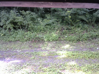 長野県菅平高原 ゆたか山荘 東側(坂下) 2026/07/24 09:00
