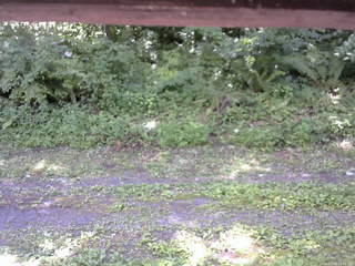 長野県菅平高原 ゆたか山荘 東側(坂下) 2026/07/24 11:45