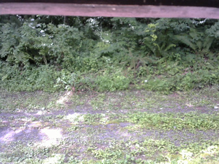 長野県菅平高原 ゆたか山荘 東側(坂下) 2026/07/25 09:30