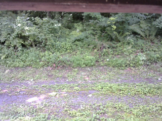 長野県菅平高原 ゆたか山荘 東側(坂下) 2026/07/25 12:45