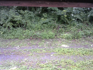 長野県菅平高原 ゆたか山荘 東側(坂下) 2026/07/25 13:30