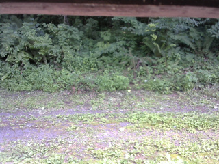長野県菅平高原 ゆたか山荘 東側(坂下) 2026/07/25 14:30