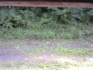長野県菅平高原 ゆたか山荘 東側(坂下) 2026/07/25 14:45