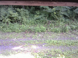 長野県菅平高原 ゆたか山荘 東側(坂下) 2026/07/25 15:00