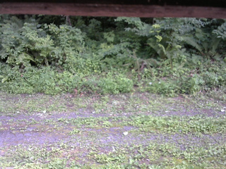 長野県菅平高原 ゆたか山荘 東側(坂下) 2026/07/25 15:30