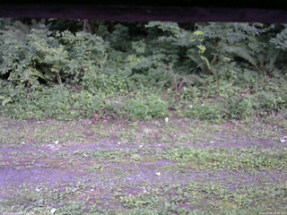 長野県菅平高原 ゆたか山荘 東側(坂下) 2026/07/25 18:30