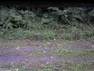 長野県菅平高原 ゆたか山荘 東側(坂下) 2026/07/25 19:00