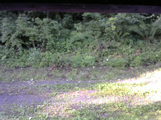 長野県菅平高原 ゆたか山荘 東側(坂下) 2026/07/26 06:30
