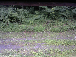 長野県菅平高原 ゆたか山荘 東側(坂下) 2026/07/26 09:15
