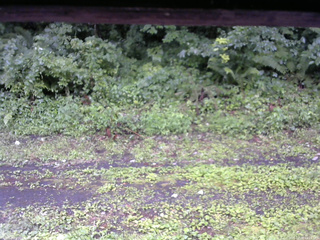 長野県菅平高原 ゆたか山荘 東側(坂下) 2026/07/26 11:15