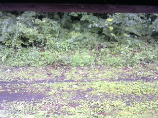 長野県菅平高原 ゆたか山荘 東側(坂下) 2026/07/26 12:15