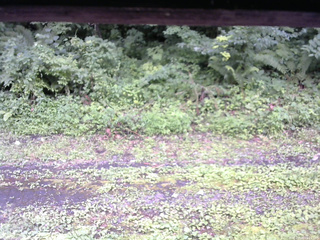 長野県菅平高原 ゆたか山荘 東側(坂下) 2026/07/26 15:15