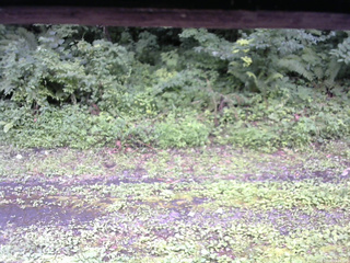 長野県菅平高原 ゆたか山荘 東側(坂下) 2026/07/26 15:30