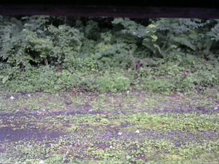 長野県菅平高原 ゆたか山荘 東側(坂下) 2026/07/26 17:45