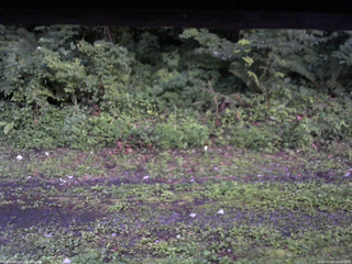 長野県菅平高原 ゆたか山荘 東側(坂下) 2026/07/26 19:00