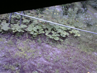 長野県菅平高原 ゆたか山荘 駐車場 2026/07/26 05:15