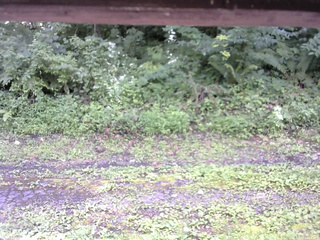 長野県菅平高原 ゆたか山荘 東側(坂下) 2026/07/27 12:15